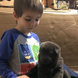 German Shepherd Puppies from StormHaven German Shepherd Dogs
