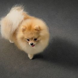 Sir - Pomeranian