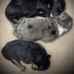 Sheepadoodle Puppies from Sarah Pearl’s Mini Sheepadoodles
