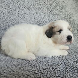 Lucy - purple collar - White and badger female Great Pyrenees puppy in Monmouth, Maine from Flewelling Great Pyrenees