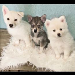 Pomsky Puppies from A&T Pomsky’s