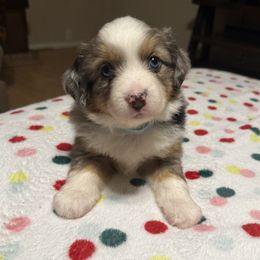 Chloe - Blue merle female Miniature American Shepherd puppy in Plant City, Florida from Osborne & Stormborn FL Kennels