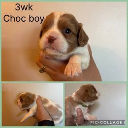 Blenheim - Blenheim male Cavalier King Charles Spaniel puppy in Greenleaf, Wisconsin from Ledgetop Family Cavaliers