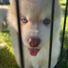 Jinu - Red and white male Pomsky puppy in Coeur D'alene, Idaho from PNW Pomskys