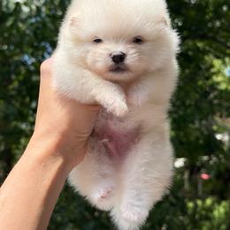 Leo - Cream male Pomeranian puppy in Denver, Colorado from Diana's Pomeranians