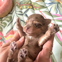 Hola - Chocolate sable female Havanese puppy in Arizona from HavaDoggie