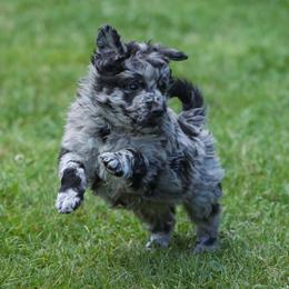 Biggie - Black merle male Mudi puppy in Gatlinburg, Tennessee from Greenbrier