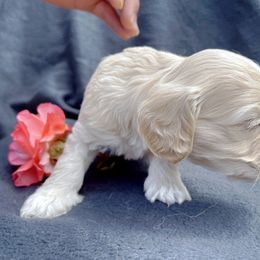 Cockapoo and Pomeranian Puppies from Luna Kennel