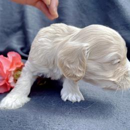 Cockapoo and Pomeranian Puppies from Luna Kennel