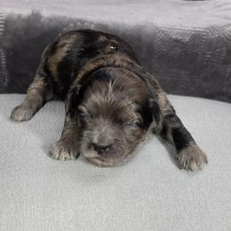 Romeo - Merle male Shihpoo puppy in Delphos, Ohio from Route 66 Poodles & Doodles, Sapphire Shih-tzu's of Ohio
