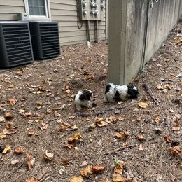 Shih Tzu Puppies from TACG