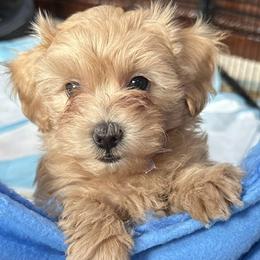 Bo - Cream male Maltipoo puppy in Vancouver, Washington from Janina Sivers