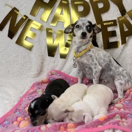 Chihuahua puppies from Fiesta Pups