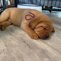 Purple collar - Yellow female Labrador Retriever puppy in Big River, California from Cozy Acres Farm Labradors