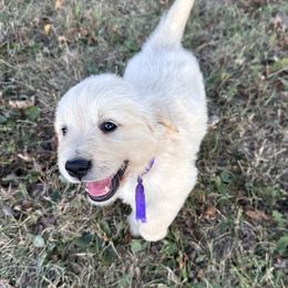Purple collar - Light golden female Golden Retriever puppy in Decatur, Indiana from Golden Bundles