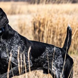 German Shorthaired Pointers from Spotted Dog Lodge