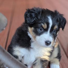Miniature American Shepherd Puppies from All About Me Miniature American Shepherds