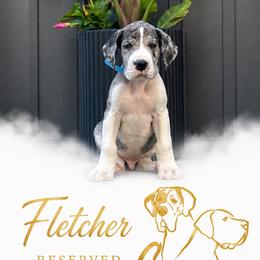 Fletcher - Mantle merle male Great Dane puppy in Liberty, New York from Catskills Greatest Danes