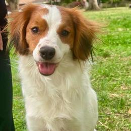Jewel - Nederlandse Kooikerhondje