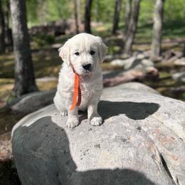Mr. Orange - Light golden male Golden Retriever puppy in Jasper, Tennessee from Suncoast Goldens