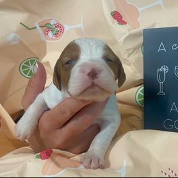 Girl 3 - female Brittany puppy in Downers Grove, Illinois from Attitude Brittanys
