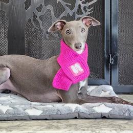 Lola - Italian Greyhound