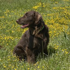 Flat-Coated Retrievers from Shayna Flat-Coated Retrievers
