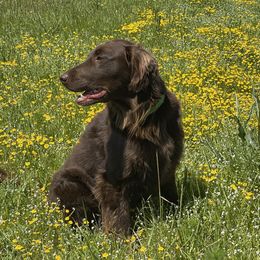 Flat-Coated Retrievers from Shayna Flat-Coated Retrievers