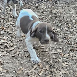 Mack - Liver and white German Shorthaired Pointer puppy in Bartlett, Tennessee from Pickett's Pride