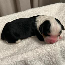 Nova - Tri-color female Bernedoodle puppy in Los Angeles, California from Bernied00dle Love