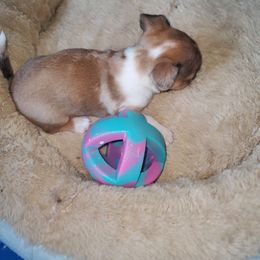 Chihuahua Puppies from Maldonado Pet Life Breeder LLC.