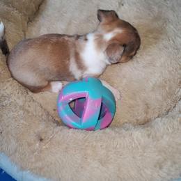 Chihuahua Puppies from Maldonado Pet Life Breeder LLC.