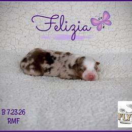 Felizia - Red merle female Miniature Australian Shepherd puppy in Madisonville, Texas from Flying LL Aussies