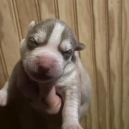 Lois - Red and white female Siberian Husky puppy in Wheeling, West Virginia from Powells Huskies