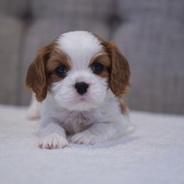 Cavalier King Charles Spaniel Puppies from Country View Cavaliers