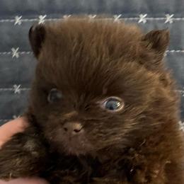 Keebler elf - Chocolate male Pomeranian puppy in Palatka, Florida from Sugarland Pomeranians
