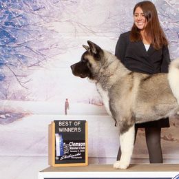 Akita and Japanese Akitainus from Sierra Mountain Akitas
