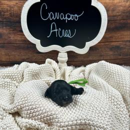 Ross - Black and white male Cockapoo puppy in Lancaster, Missouri from Cavapoo Acres