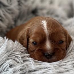 Graham - Ruby male Cavalier King Charles Spaniel puppy in Mount Dora, Fl, Florida from Breezy Palms Cavaliers