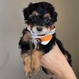 Neptune - Black tri-color male Aussiedoodle puppy in Prescott Valley, Arizona from Ramirez Family Doodles