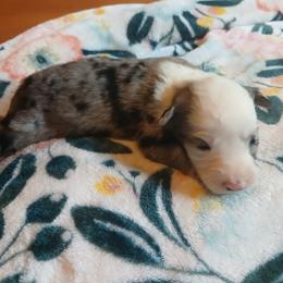 Moonlight - Blue merle female Miniature Australian Shepherd puppy in Penn Valley, California from Ghostfire Mini Aussies