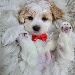 Valentine - Parti male Maltipoo puppy in Washington from Mt.BakerPoodles&Doodles