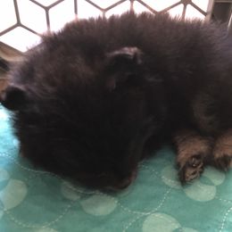 Pomeranian Puppies from Yates Pomeranians