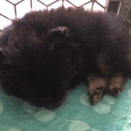 Pomeranian Puppies from Yates Pomeranians
