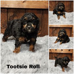 Tootsie Roll - Phantom female Poodle puppy in Elma, Washington from Joyful Paw Poodles
