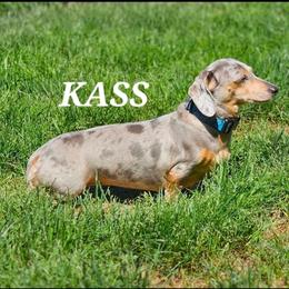 Kass - Blue and cream female Dachshund puppy in Woodland, Washington from SJs Dachshunds
