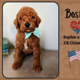 Boston - Red  male Goldendoodle puppy in Hilton, New York from The House of Goldendoodle