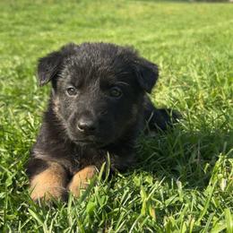 Pink collar - Bi-color female German Shepherd puppy in Cumberland Gap, Tennessee from Royal Port K-9