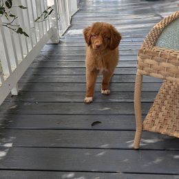 Boy 1 - Red male Nova Scotia Duck Tolling Retriever puppy in Tom's Brook, Virginia from rising sun duck tollers