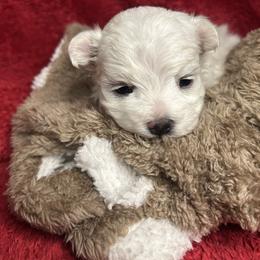 Boy 1 - White male Maltese puppy in Clover, South Carolina from Cudi’s Buddies